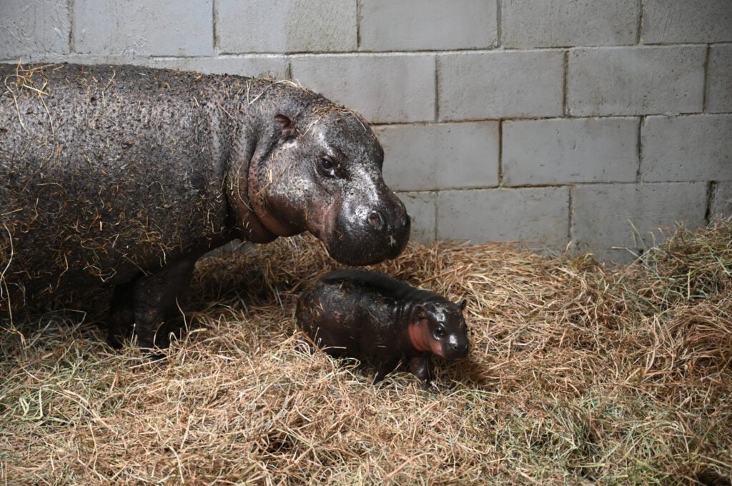 Iris and her newborn, yet-to-be-named calf.