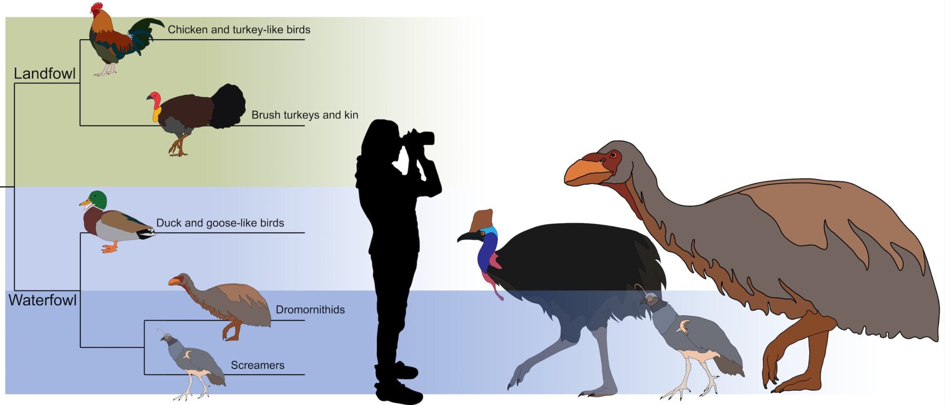 A graphic showing the placement of Genyornis among other birds and a size comparison with the cassowary and screamers.