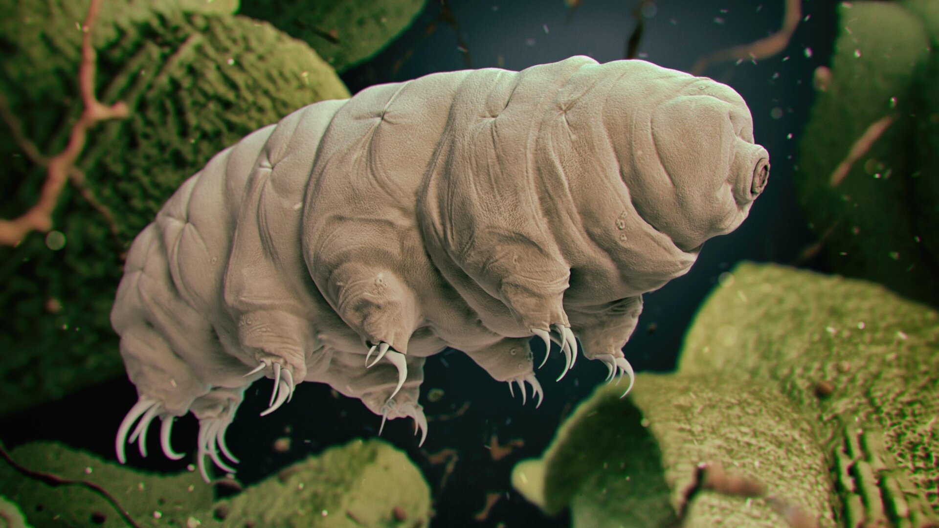 Unraveling the Mystery of Tardigrade Survival: The Role of Reactive Oxygen Species