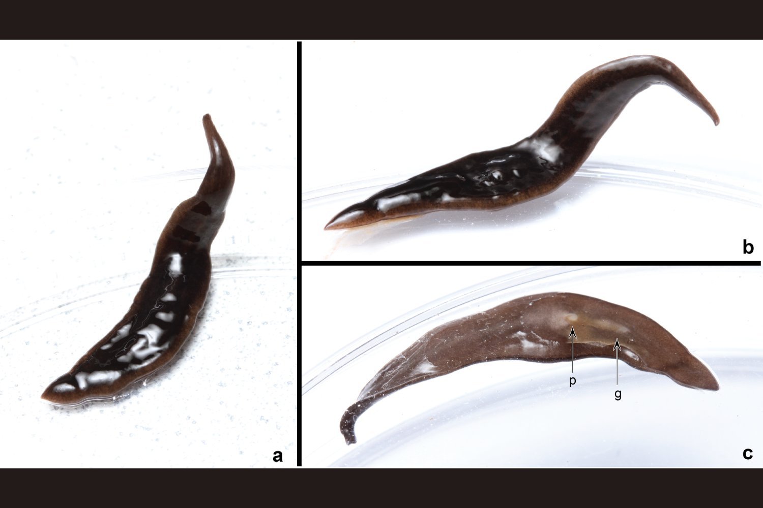 New Predatory Flatworm Species Discovered in the Southeastern United States