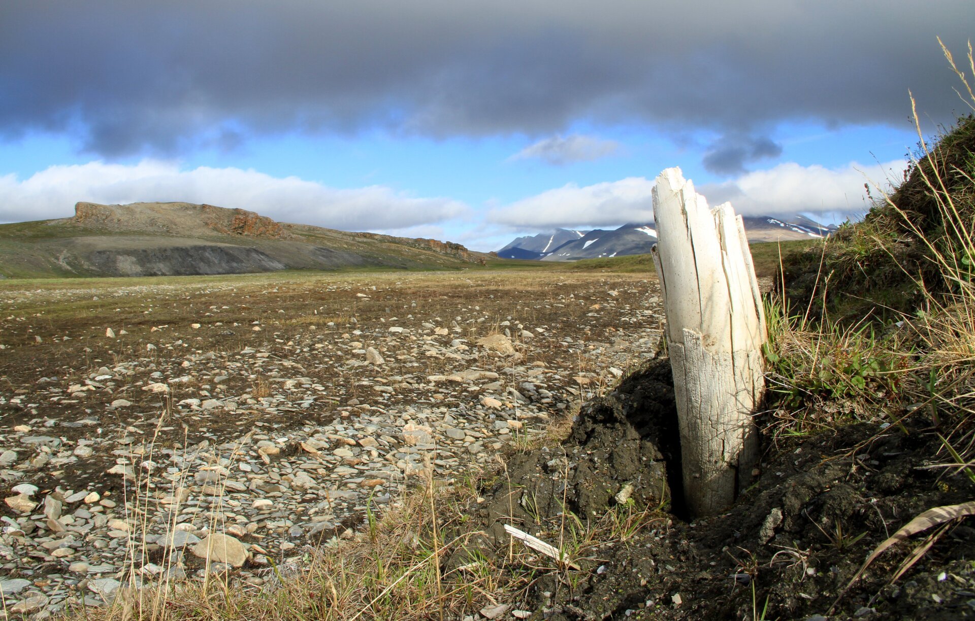 A mammoth tusk sticking out of the ground on Wrangel Island.