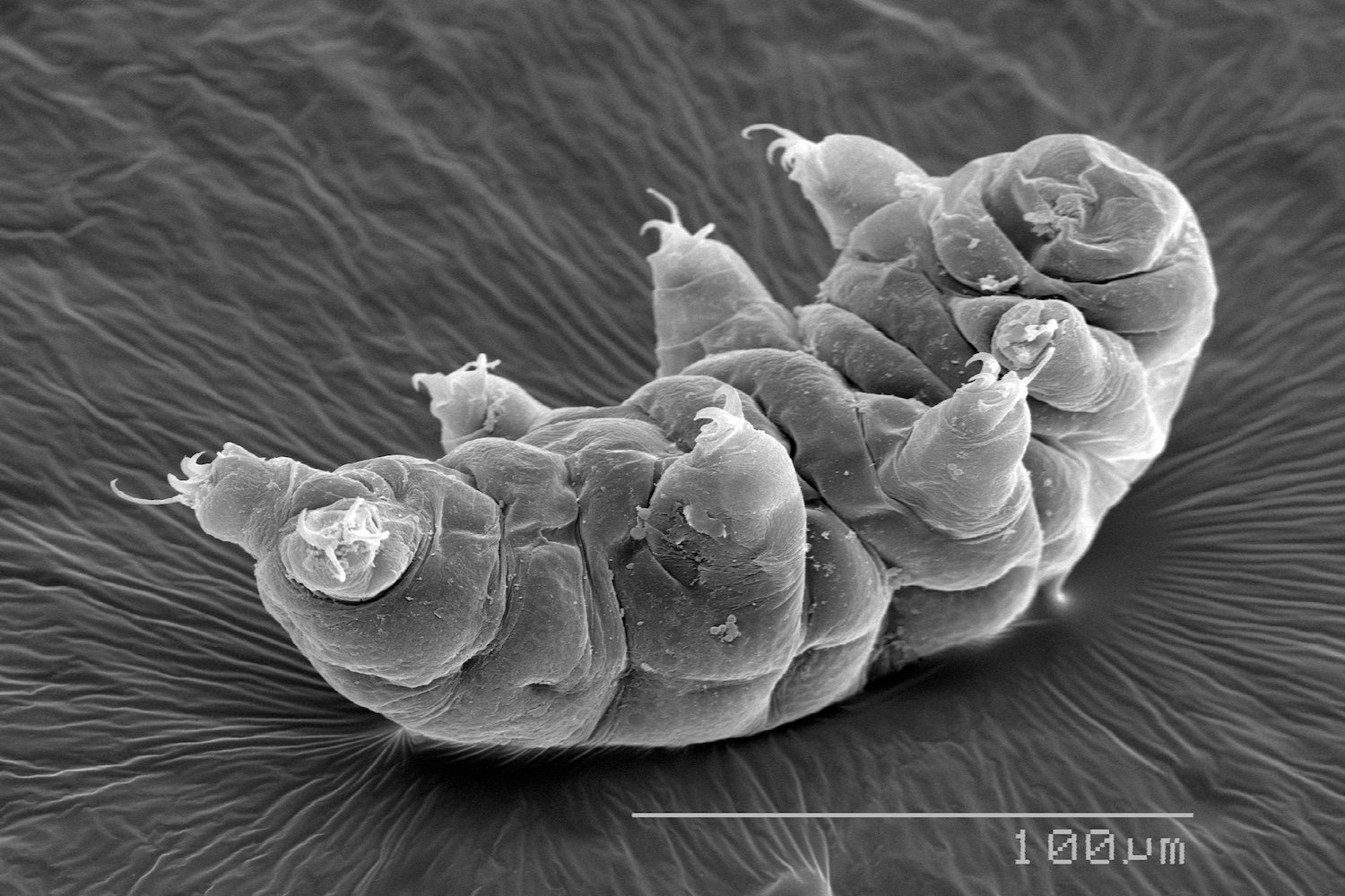 Unraveling the Radiation Resistance of Tardigrades: A New Species Holds Clues