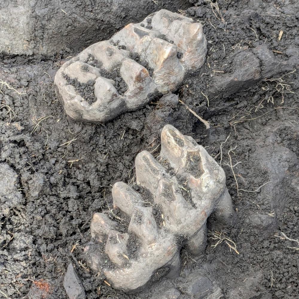 The mastodon teeth.