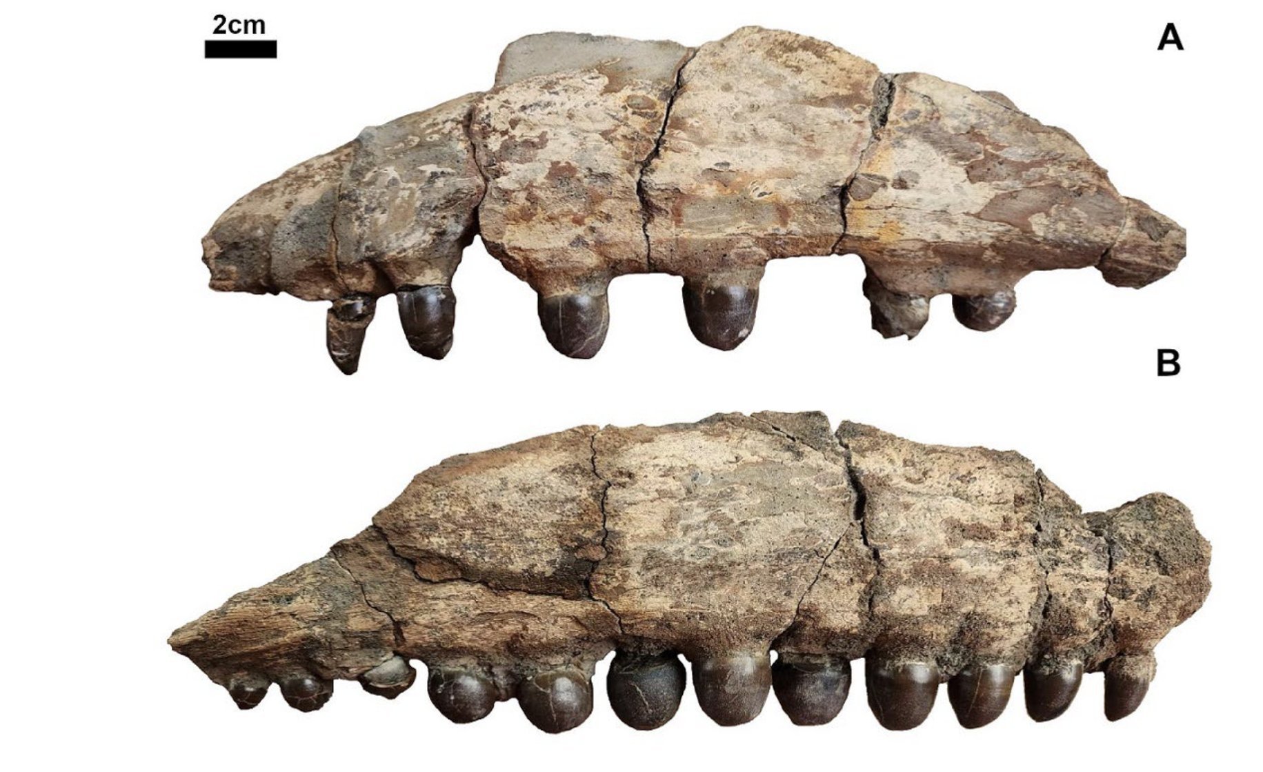 Photo of mosasaur jaw bones