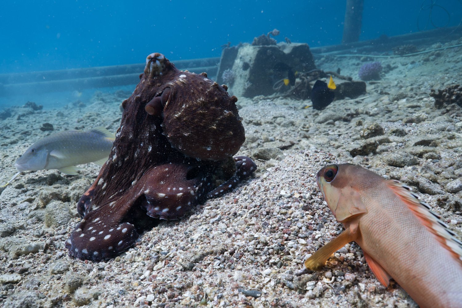 Octopuses Lead Hunting Parties with Punches, Not Praise