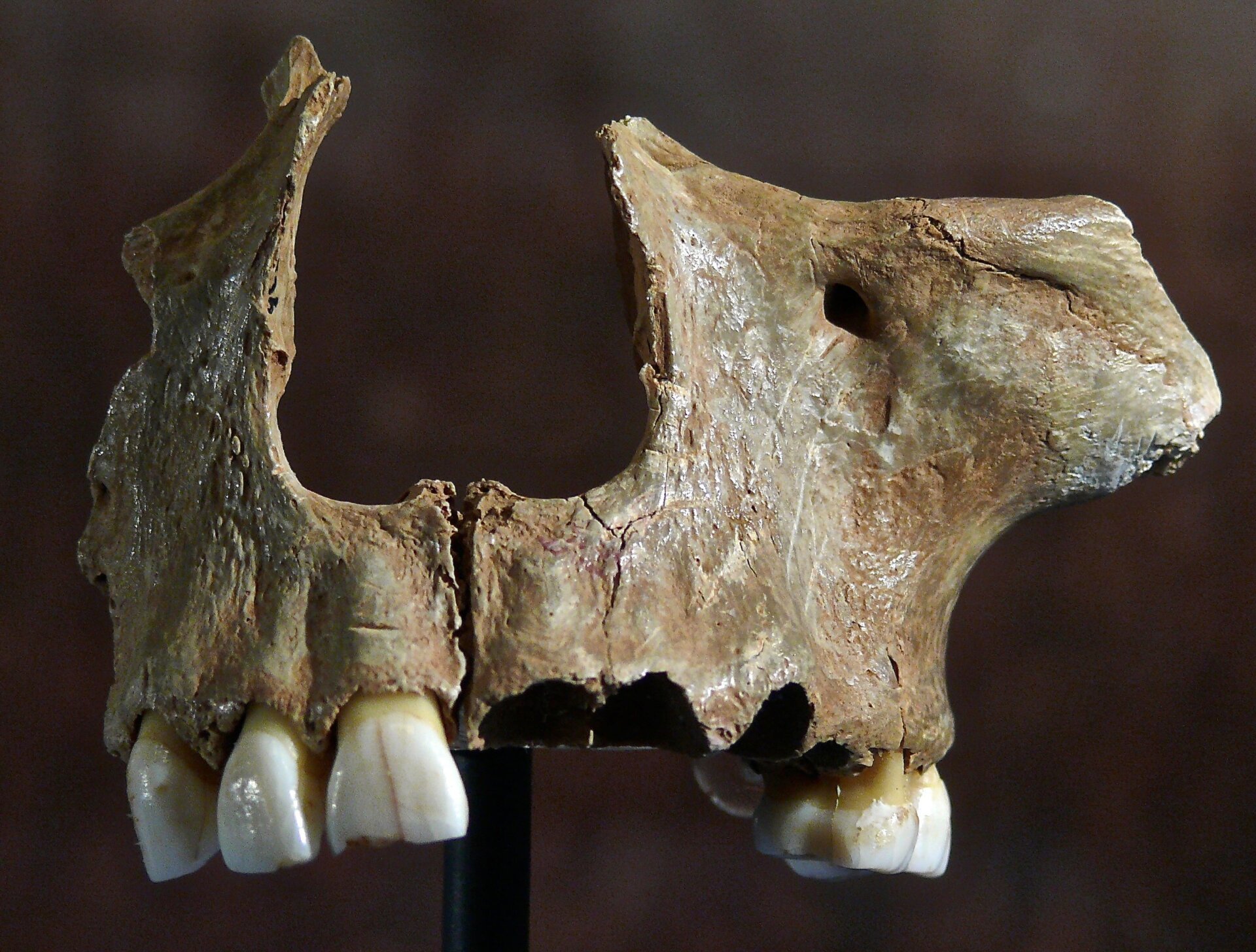 An ancient facial fragment from Gough’s Cave in Somerset.