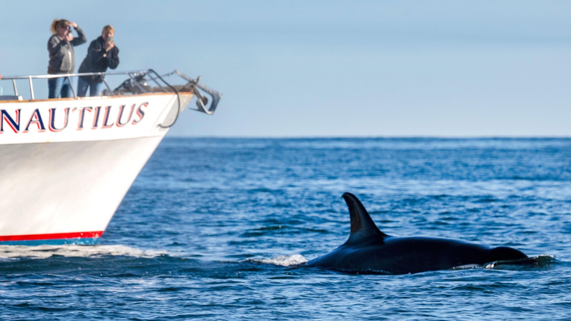 Orcas Sink Yacht in Strait of Gibraltar: Latest in Series of Attacks