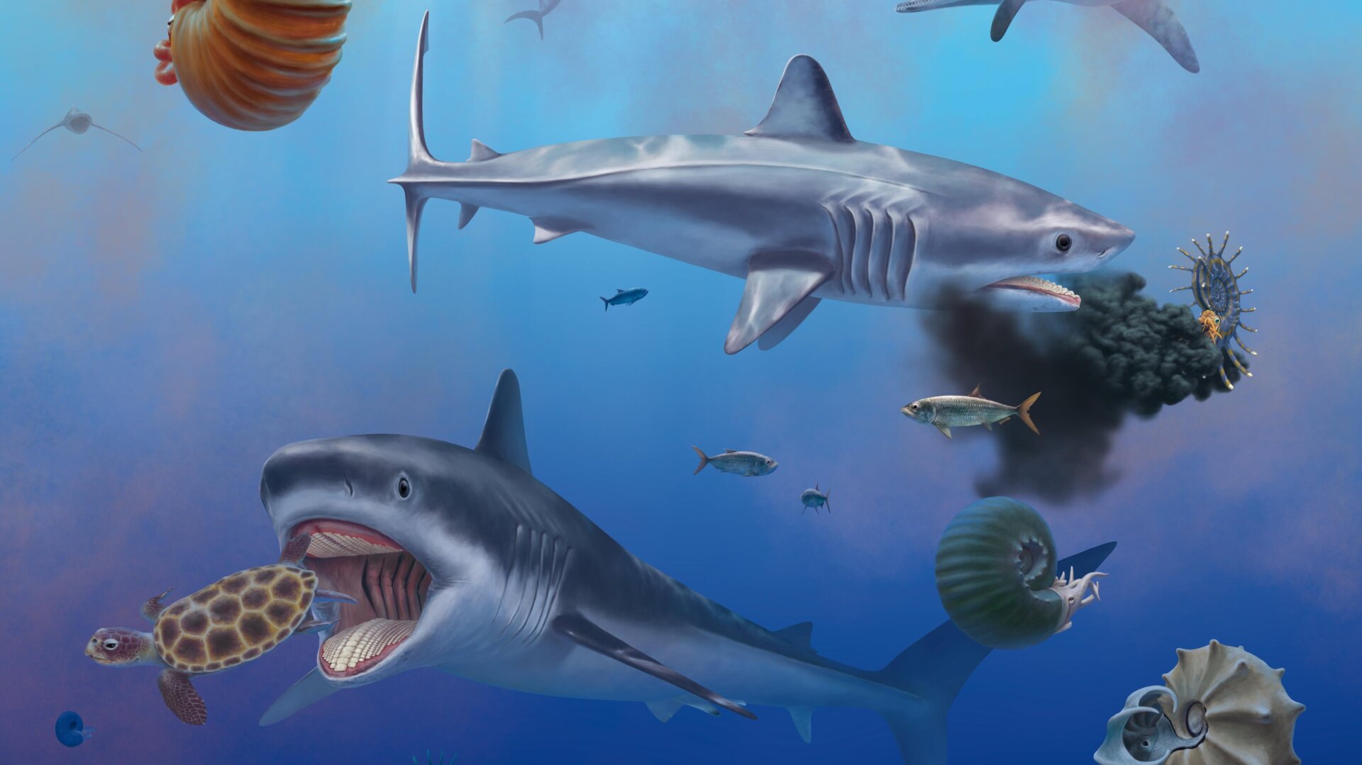 An artist’s impression of Ptychodus as a shell-chomping mackerel shark.