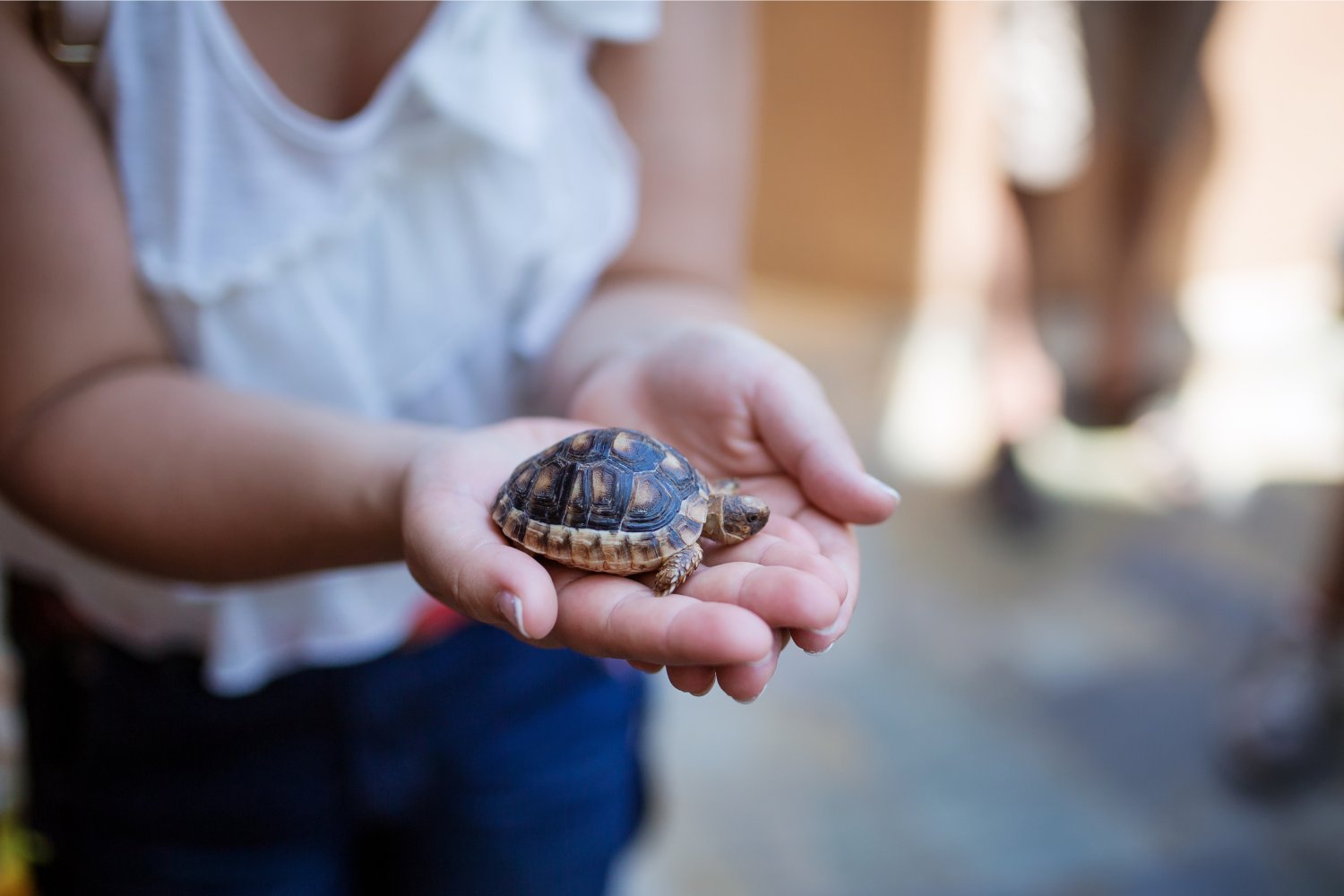 Small Turtle-Linked Salmonella Outbreak Sickens Dozens Across the US