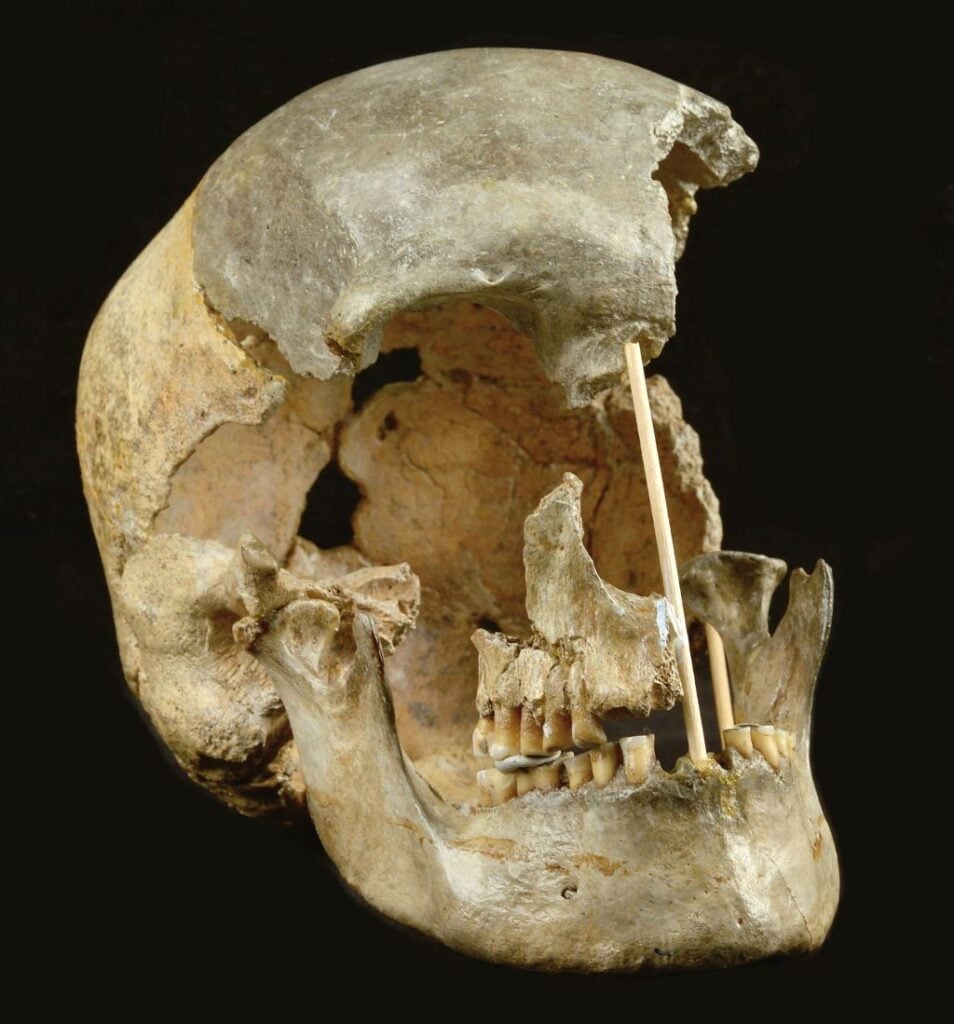 The Zlatý Kůň skull. 