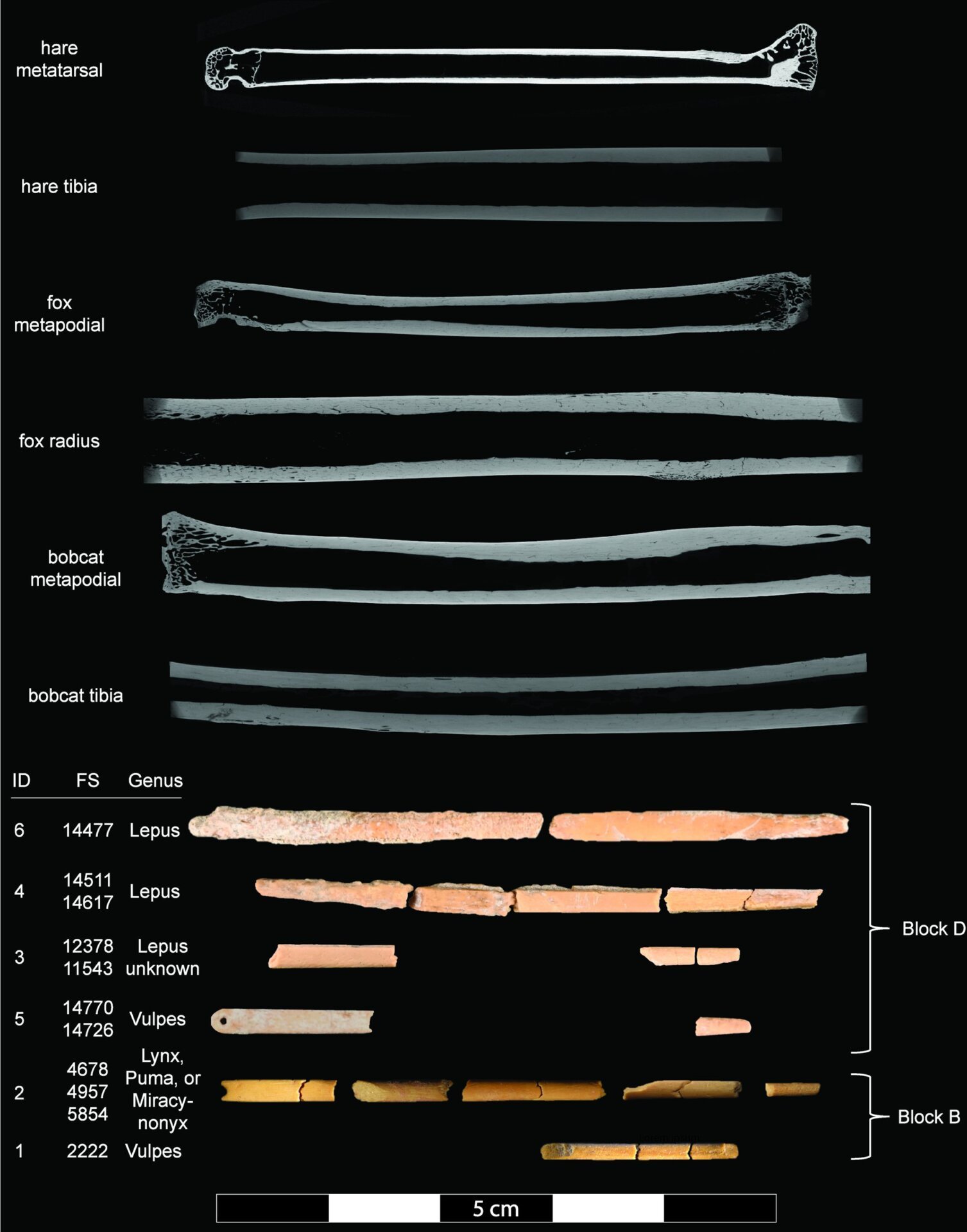 Bone needles and animal bones.