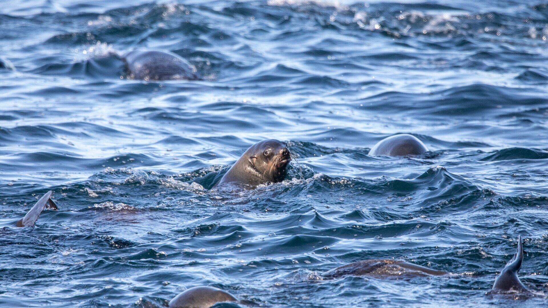 Rabies Outbreak Among Cape Fur Seals Raises Concerns in Cape Town