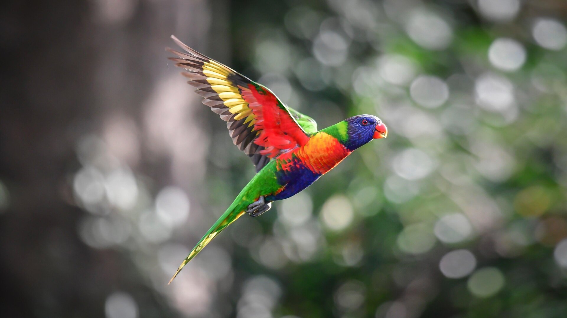 Rainbow Lorikeet Escapes Colchester Zoo in Daring Hitchhike