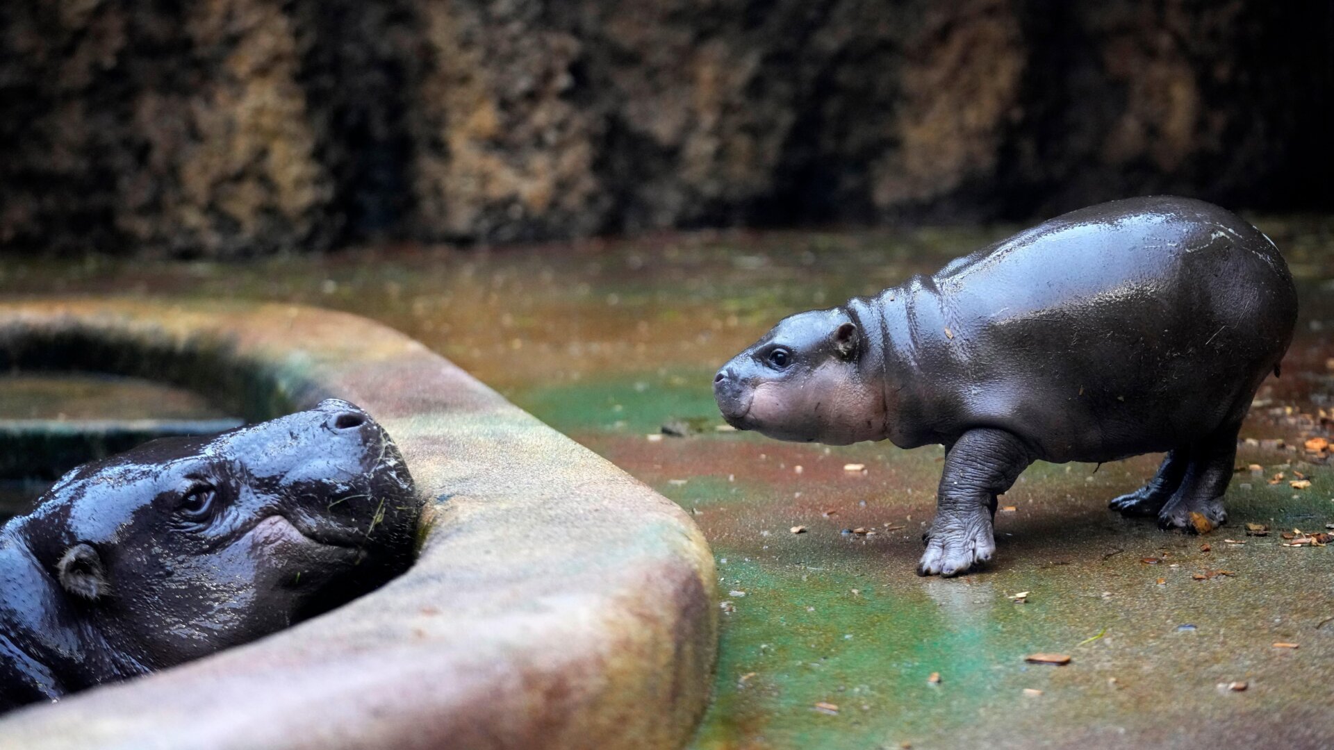 Pygmy Hippo Calf Born at Czech Zoo Boosts Conservation Efforts