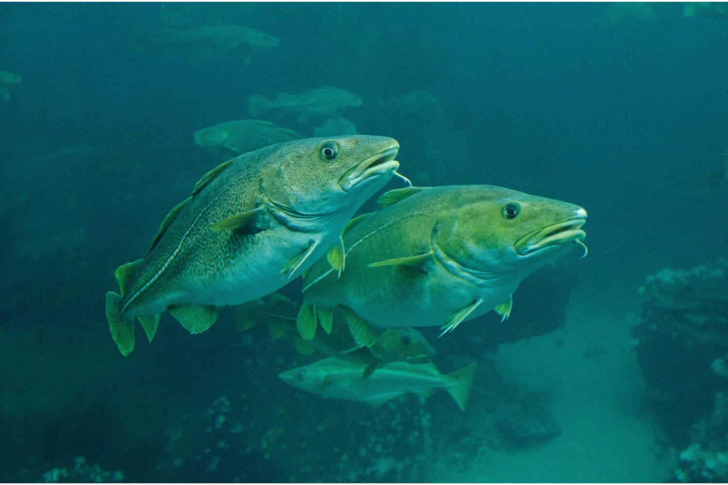 Cod Swarm Devours Millions of Capelin in Record-Breaking Predatory Event