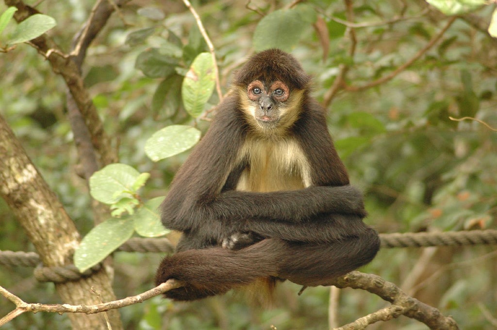 A Geoffroy’s spider monkey at the Belize Zoo.