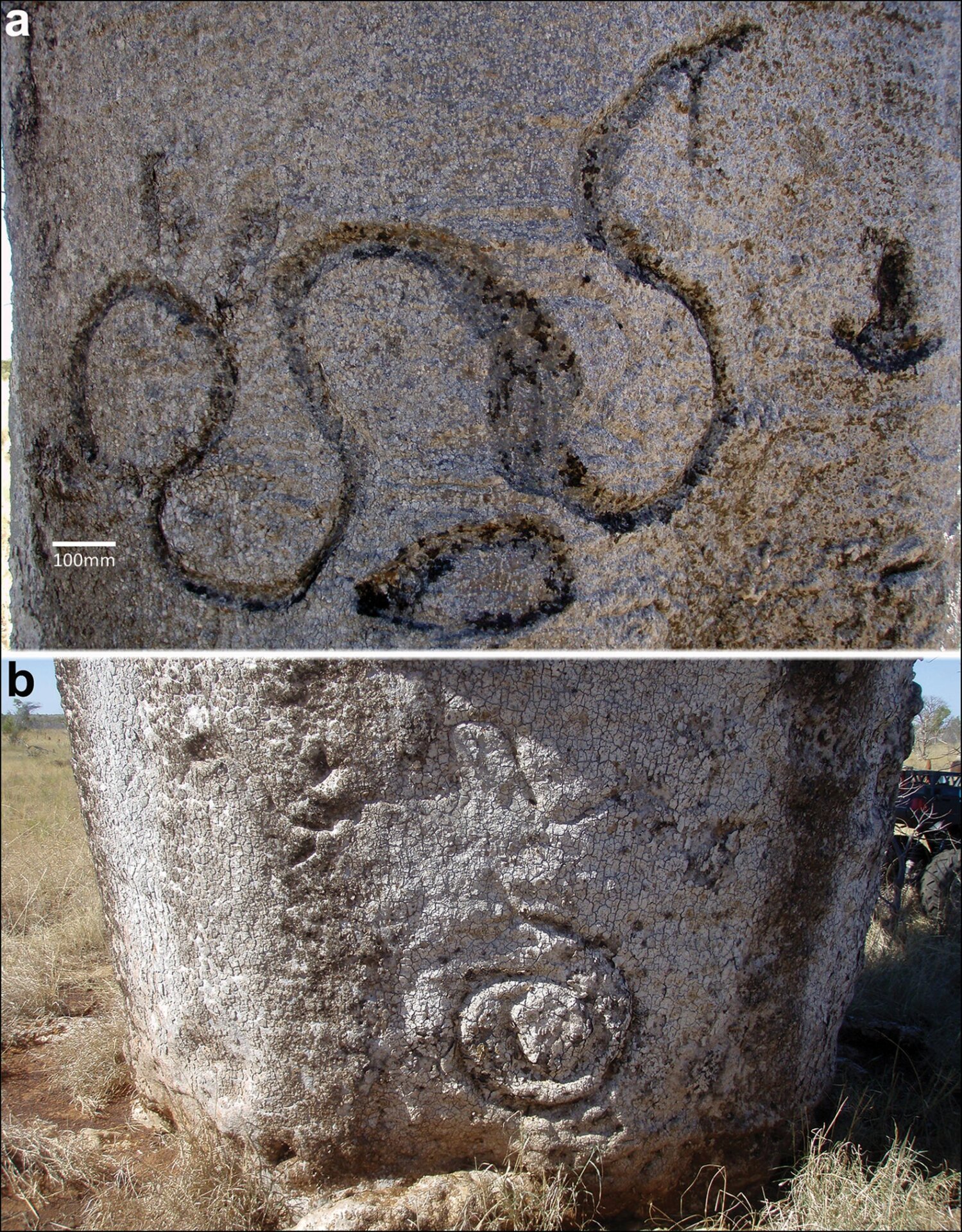 Snake glyphs on the boab trees.