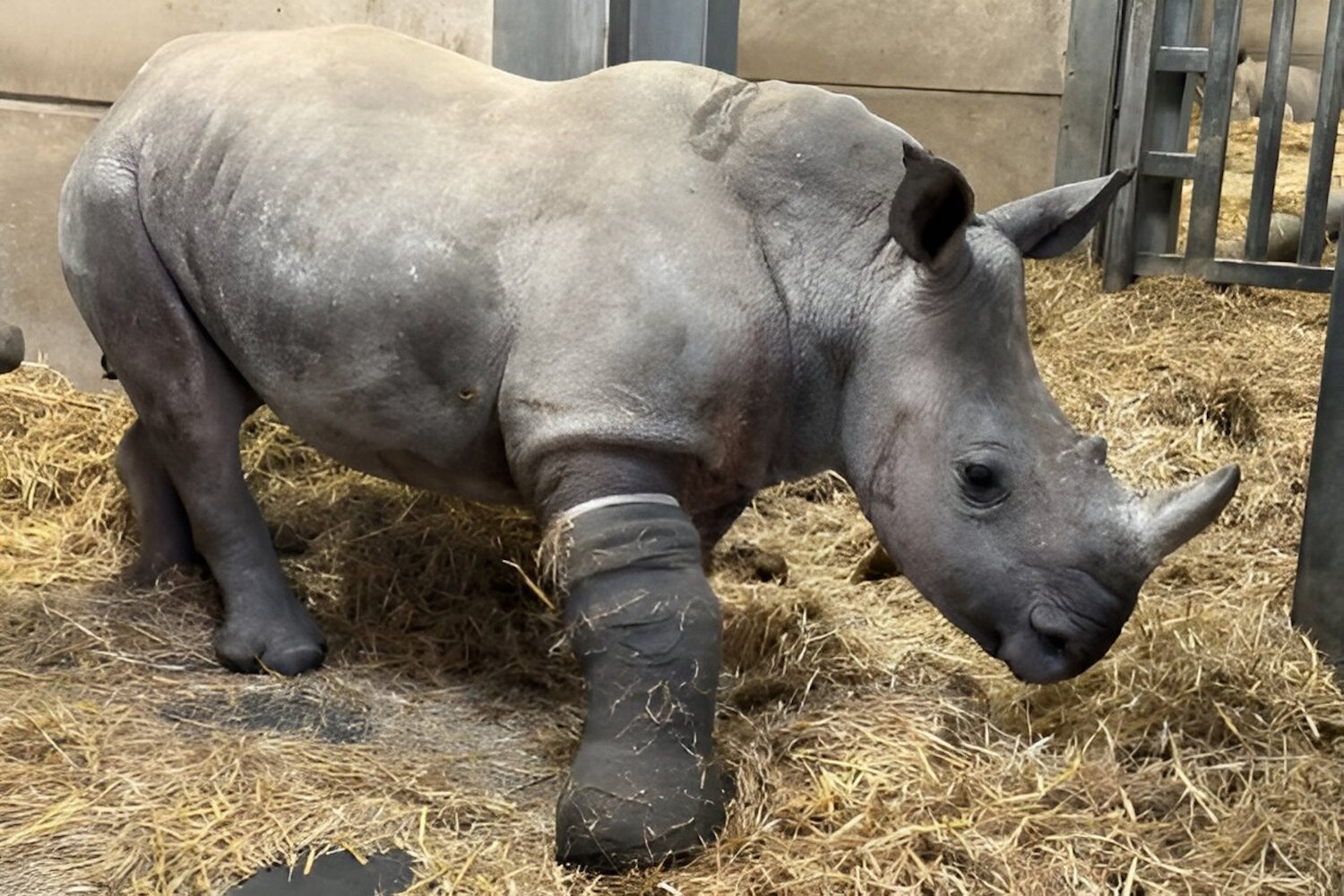 World-First Surgery Saves Young Rhino's Broken Leg