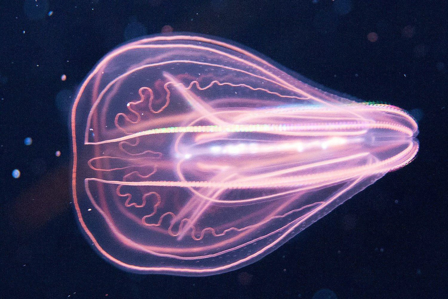 Comb Jellies: The Time-Traveling Animals That Defy Aging