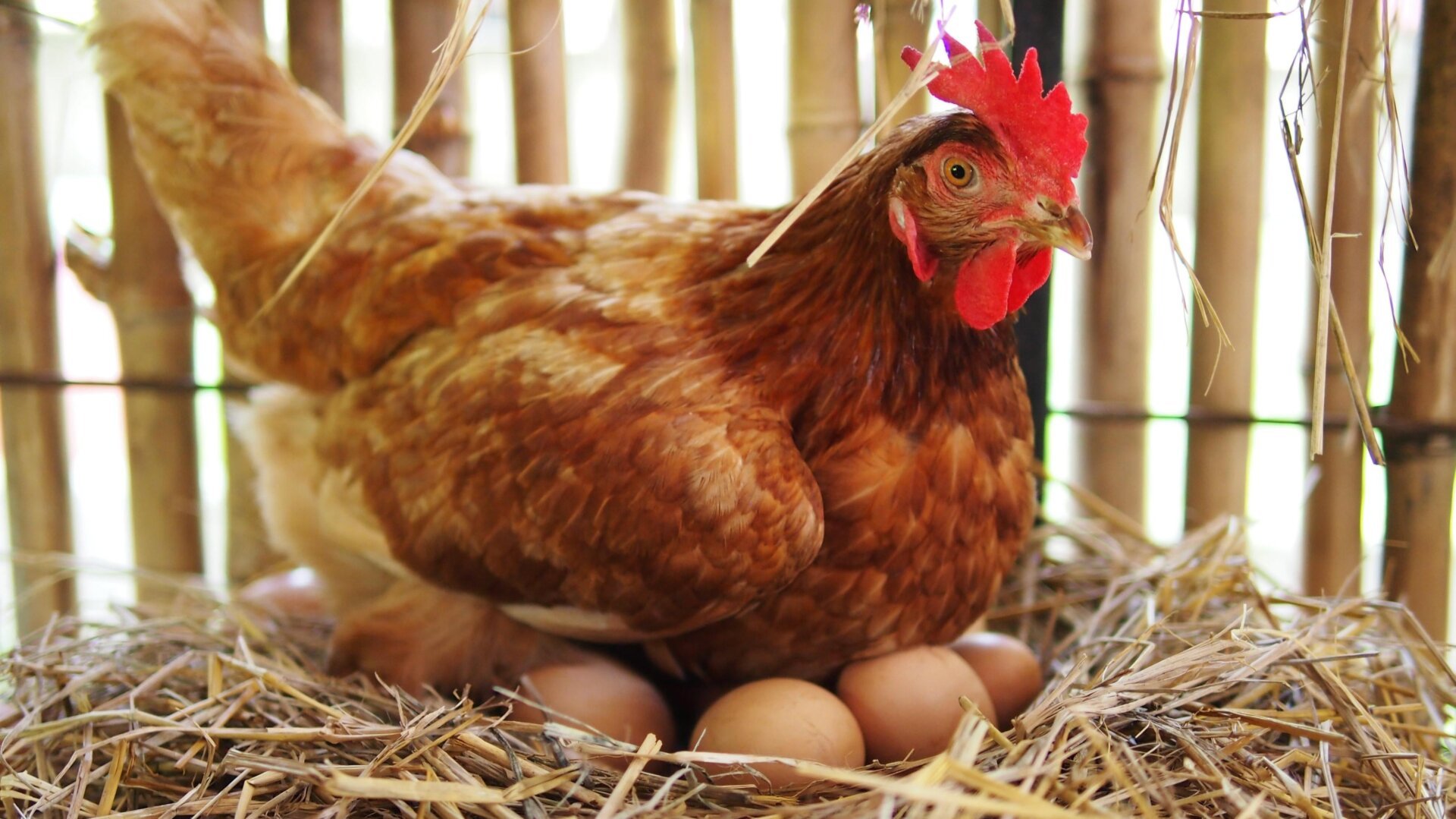 The Ancient Origins of Our Love for Chicken Eggs