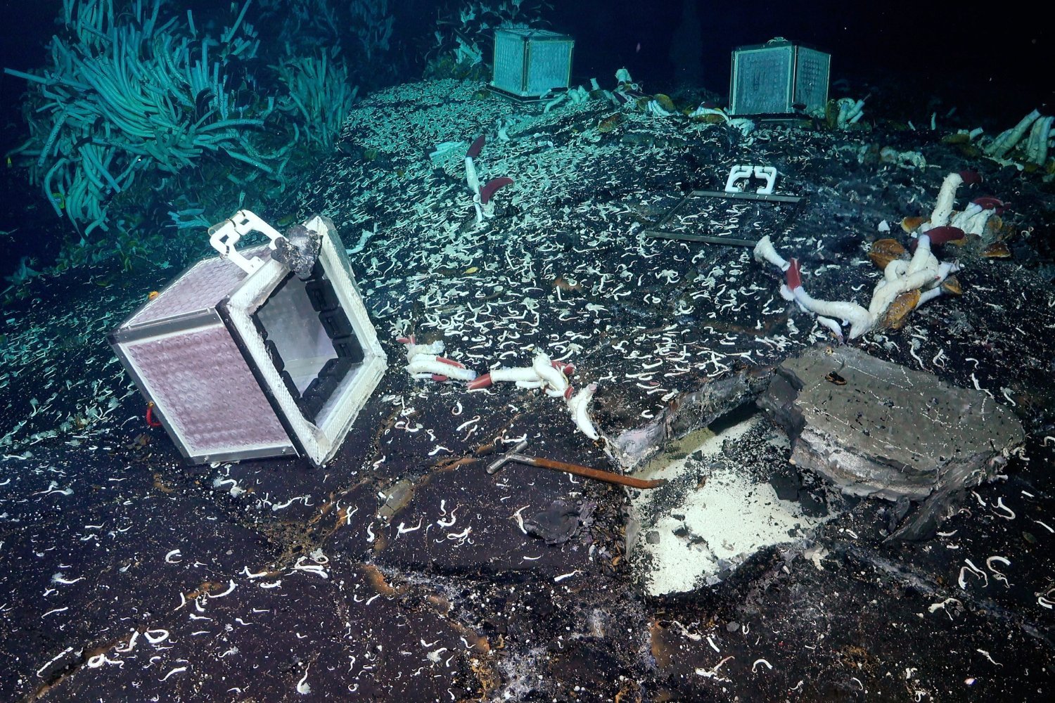 Thriving Under the Seafloor: Macroscopic Life Discovered in Deep-Sea Vents