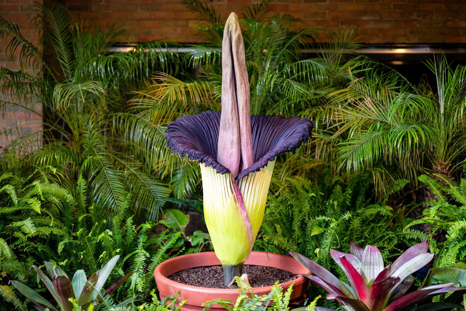 Unraveling the Molecular Mystery of the Corpse Flower's Stench