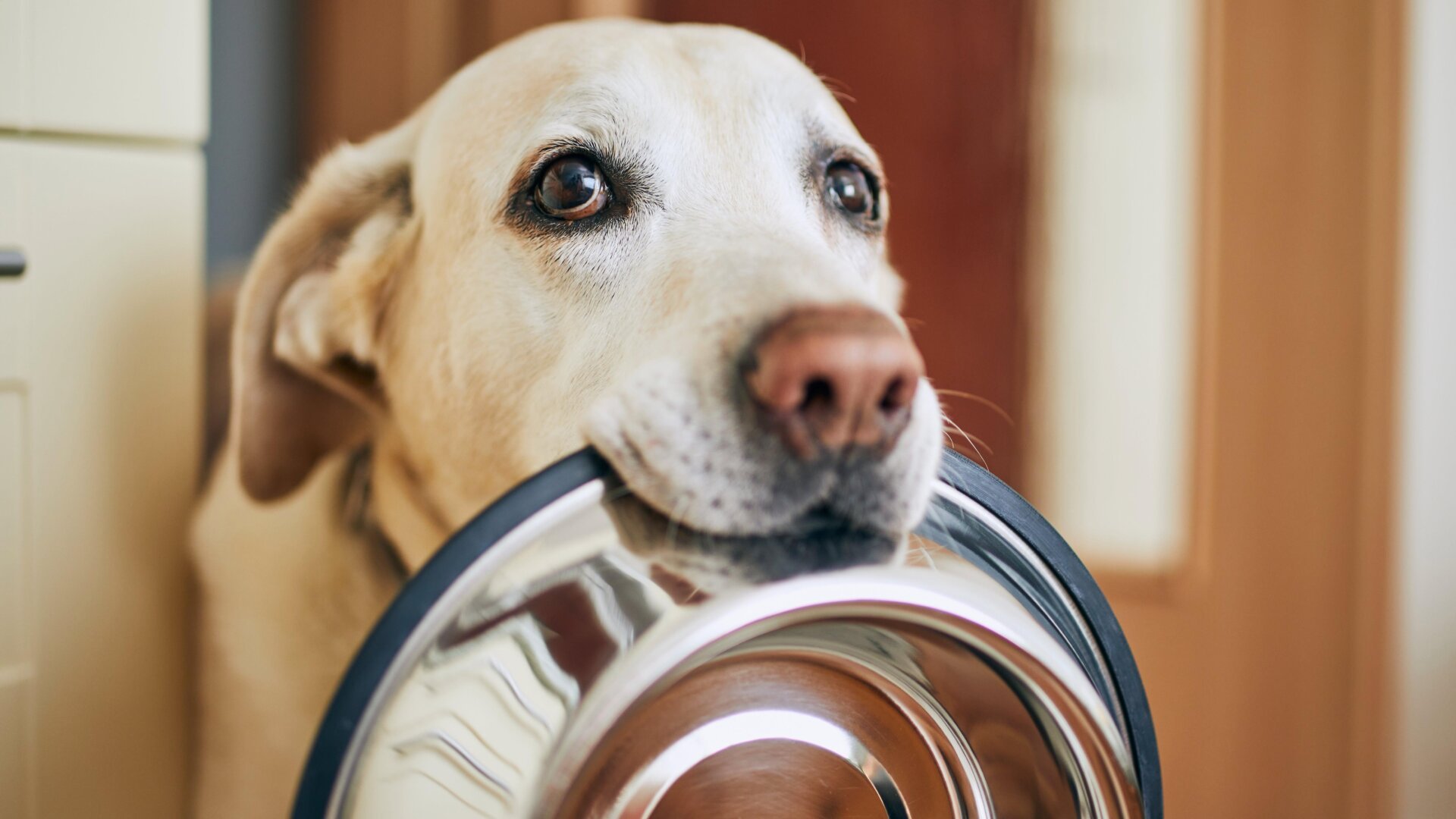 The Science Behind a Labrador's Insatiable Appetite