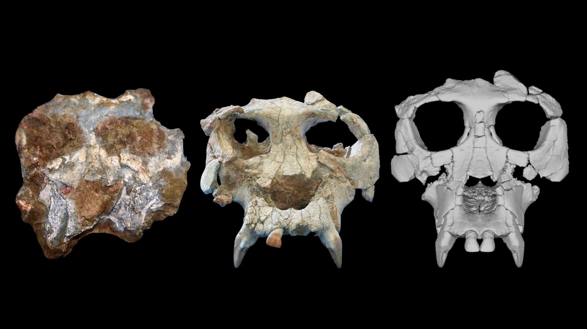 Reconstructing the Face of Pierolapithecus: Insights into Hominid Evolution