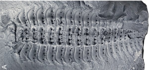 Image of a Arthropleura fossil