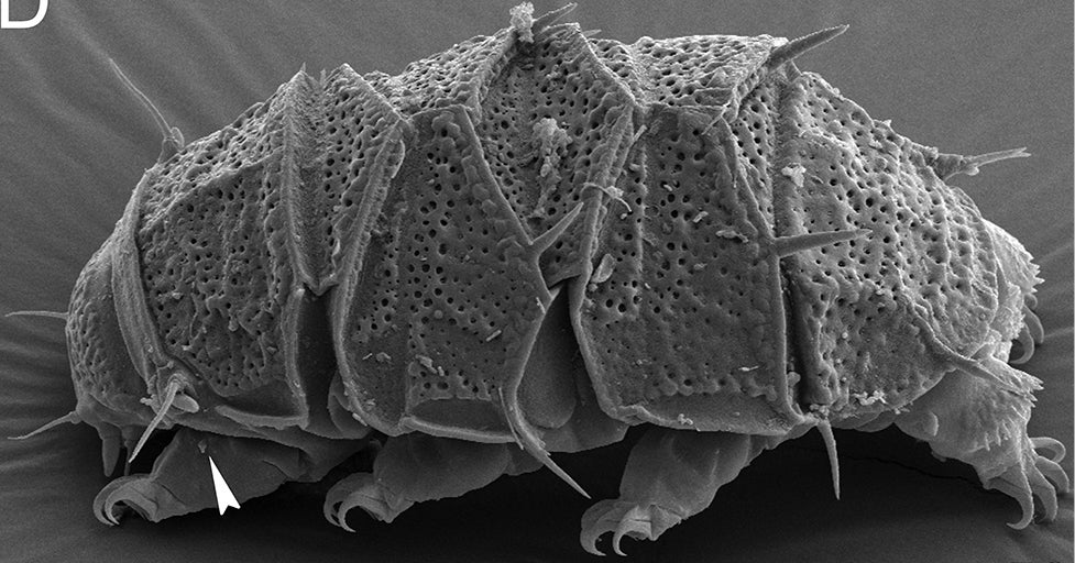 The tardigrade species Echiniscus succineus under a microscope