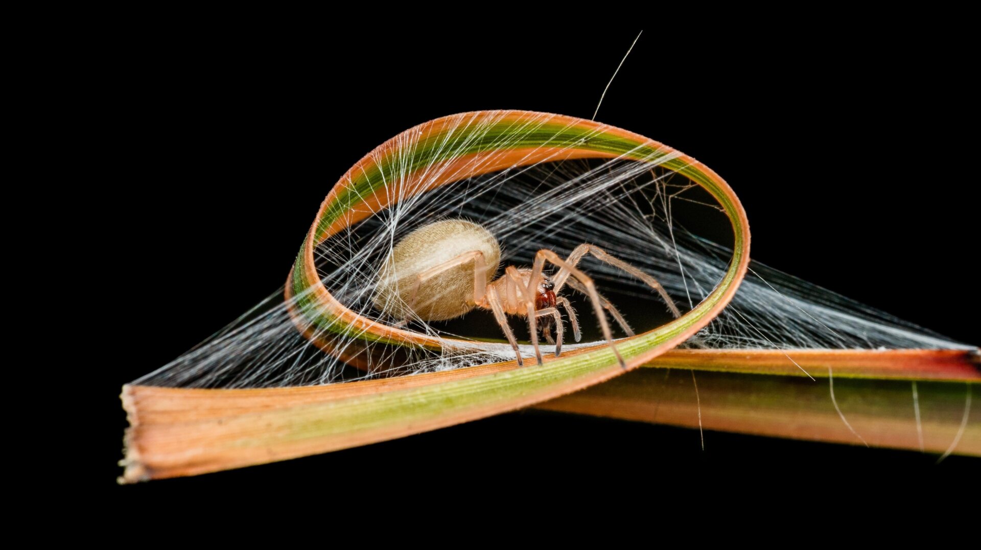 Capturing the Miniature Marvels of Nature: Close-Up Photographer of the Year Winners Revealed