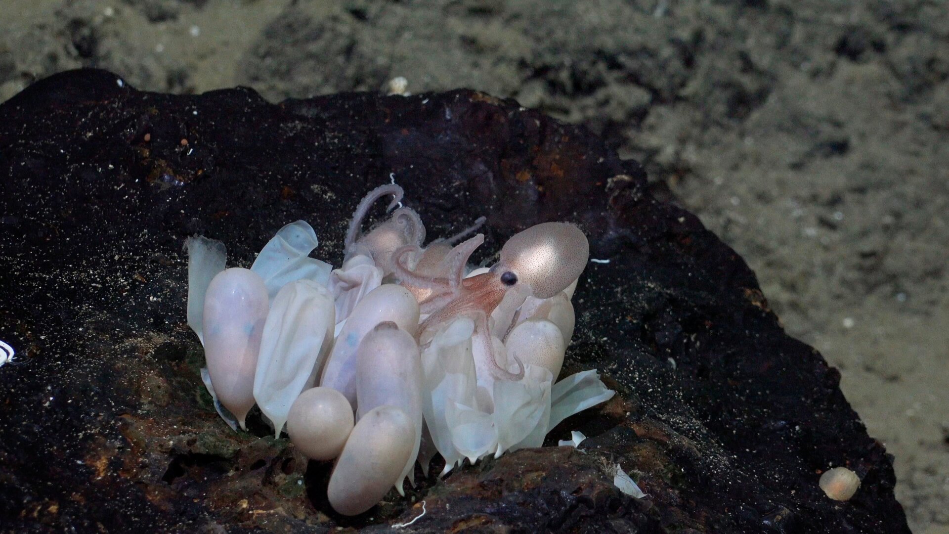 Newly Discovered Deep-Sea Octopus Species Found Near Hydrothermal Vents