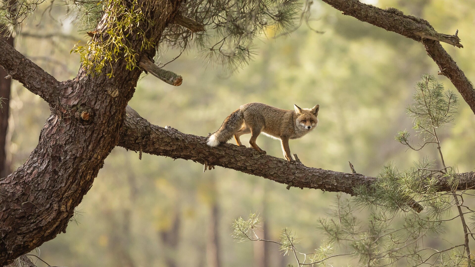 Capturing Britain's Wild Beauty: British Wildlife Photography Awards Winners