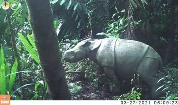 Javan Calf Caught on Camera