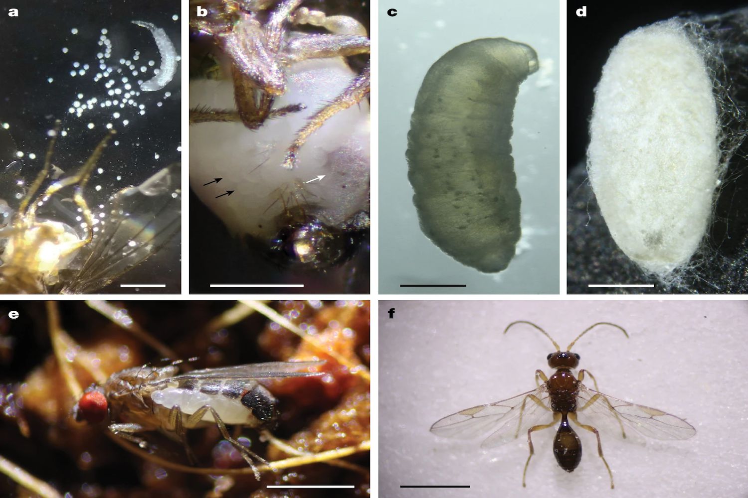 New Wasp Species Discovered Parasitizing Adult Flies