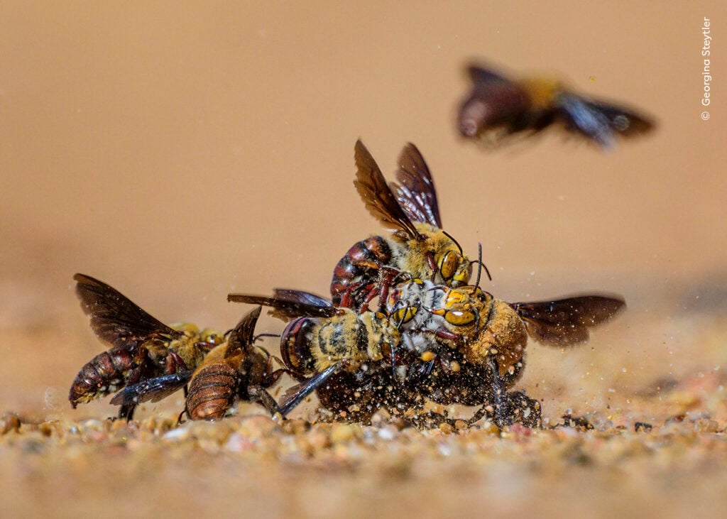 A swarm of Dawson's burrowing bees attempting to mate with a single female.