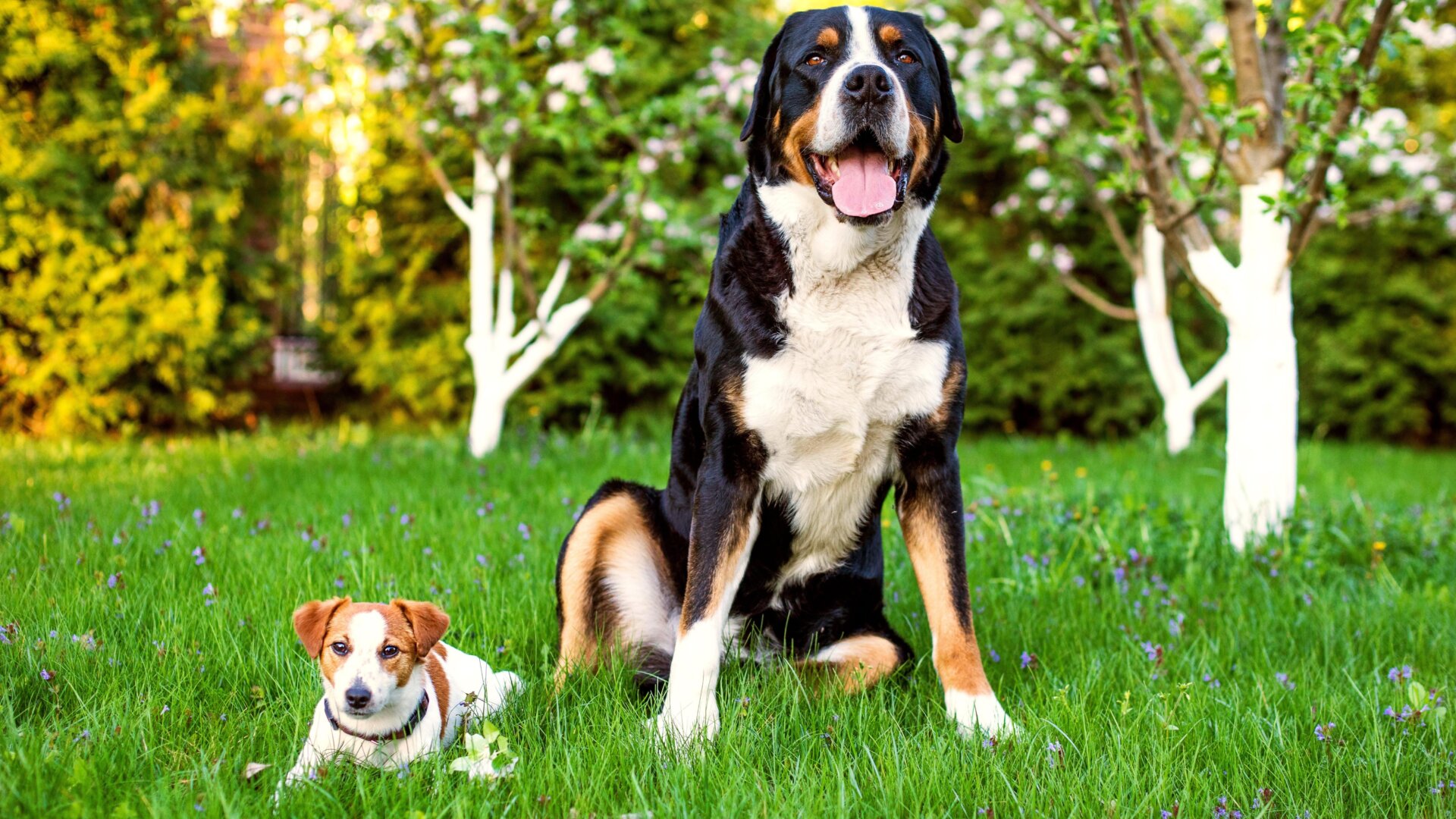 Dog Size Linked to Health Risks and Lifespan: New Study