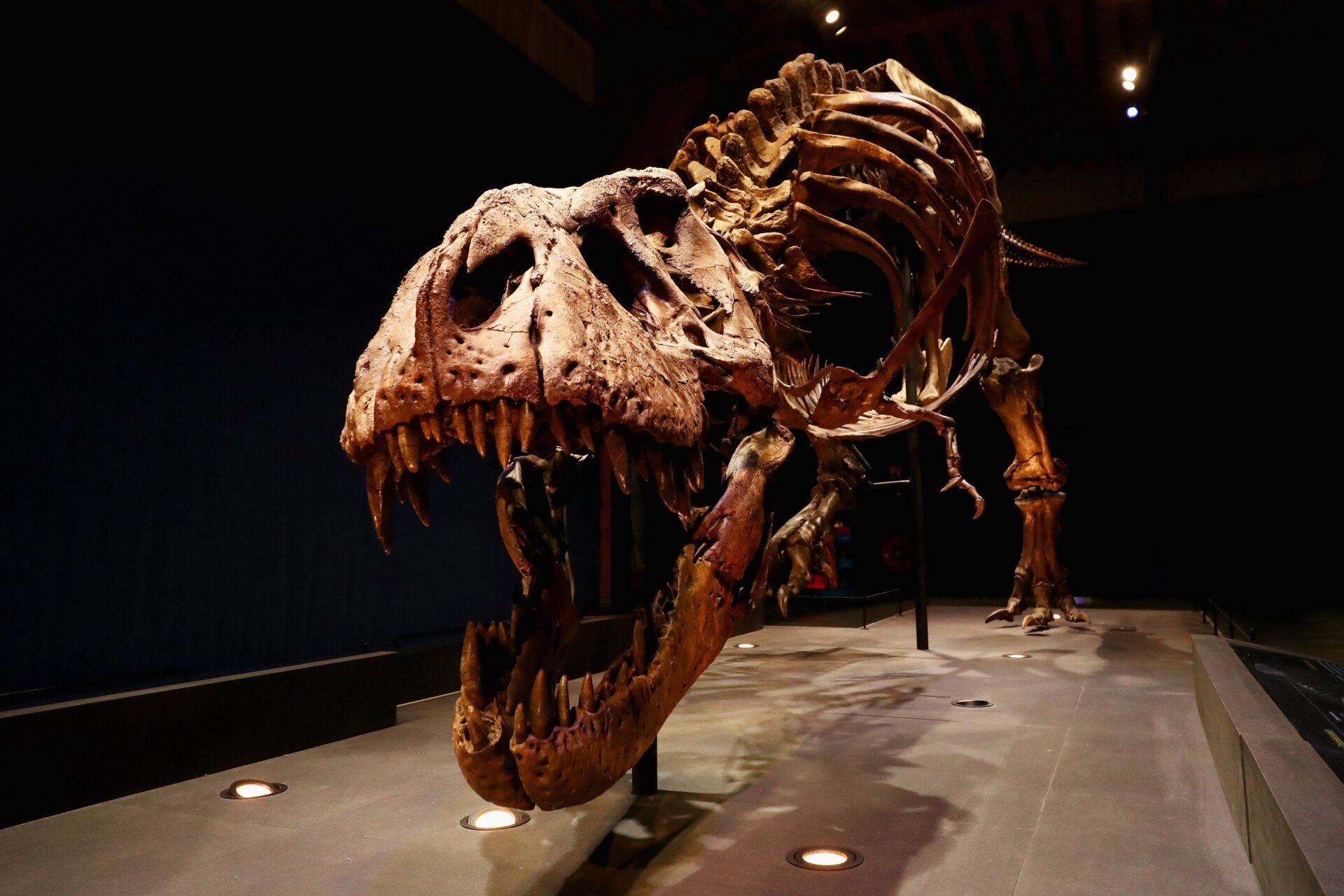 Debunking the Myth of the Monkey-Smart T. Rex