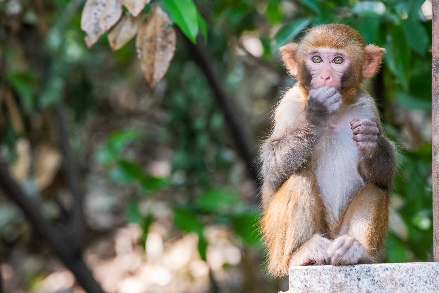 40+ Monkeys Escape South Carolina Research Lab