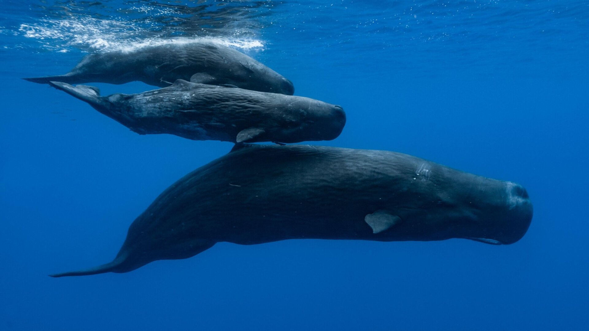 Deciphering the Language of Sperm Whales: A Breakthrough in Understanding Cetacean Communication