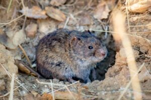 A California vole.