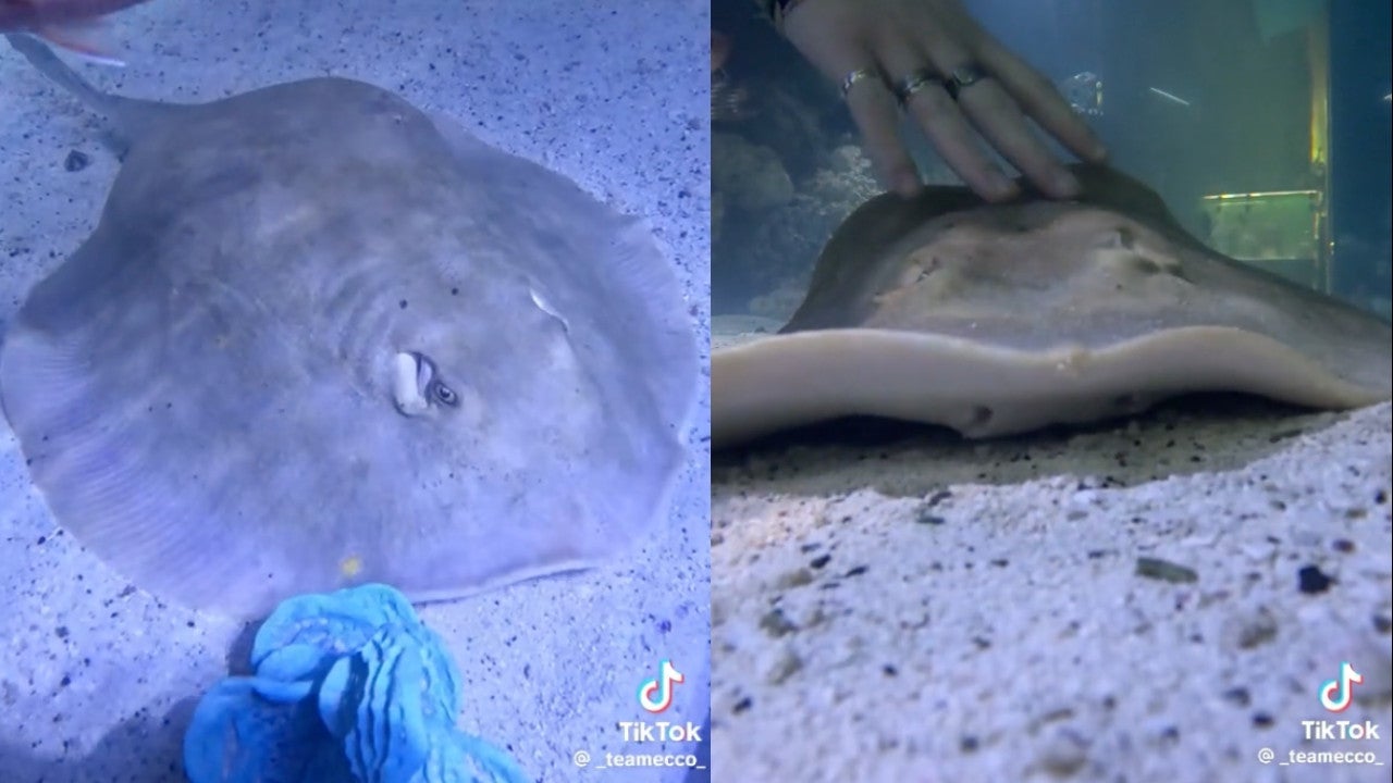 Pregnant Stingray's Unlikely Pregnancy Takes a Sad Turn