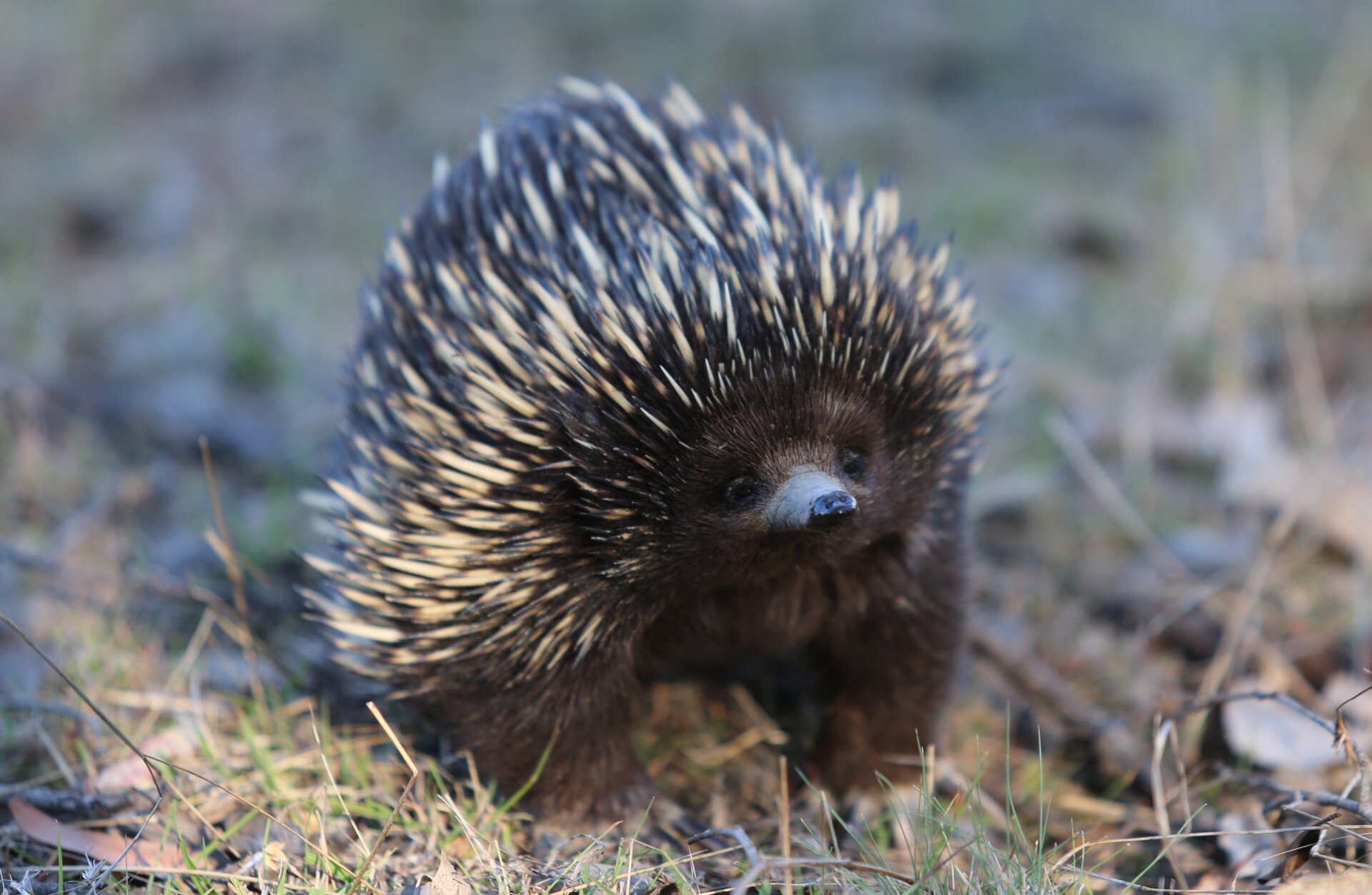 An echidna, covered in spines.