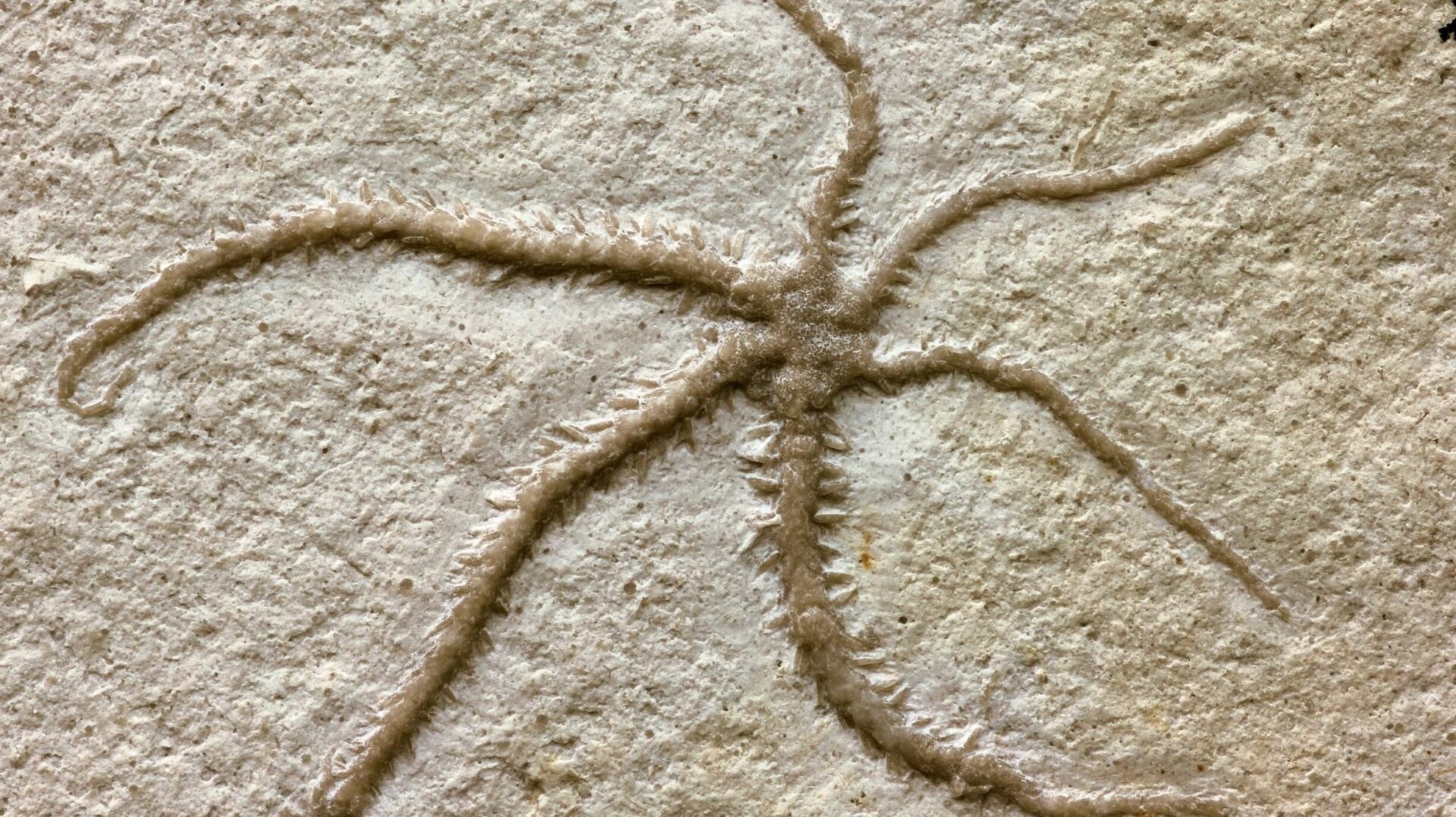 Jurassic Brittle Star Fossil Captures Rare Cloning Moment