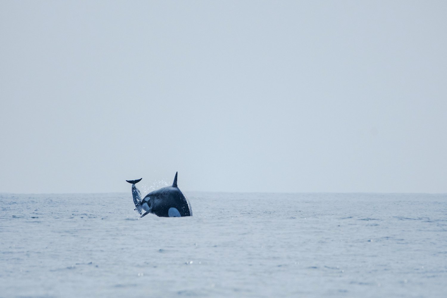 Chilean Orcas Exhibit Cooperative Hunting and Food Sharing