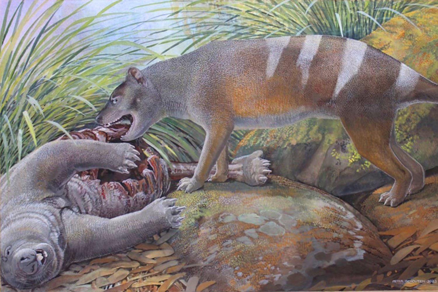 Unearthing the Tasmanian Tiger's Bone-Crushing Ancestors