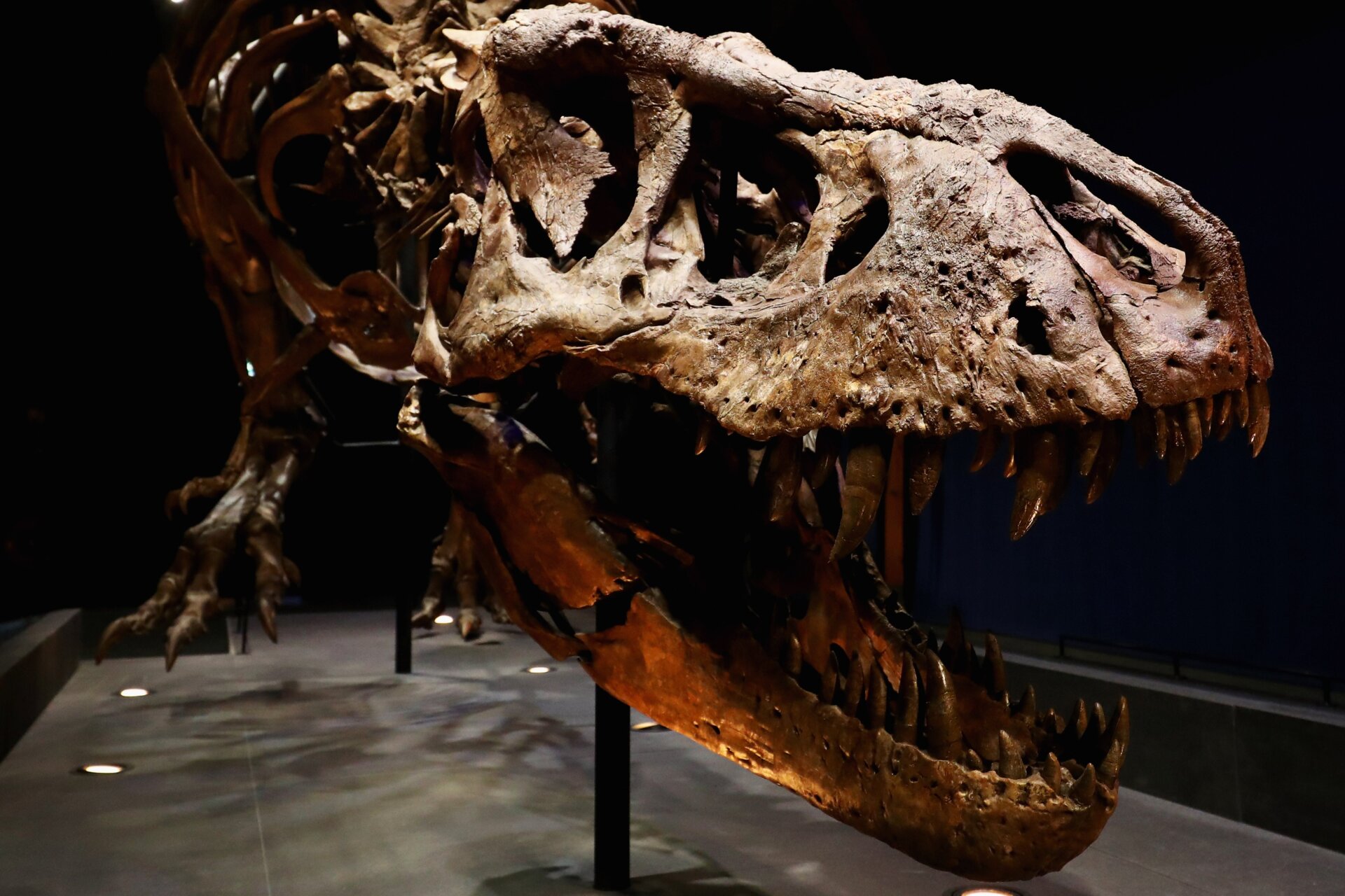 Top Dinosaurs: A Definitive Ranking of Prehistoric Giants