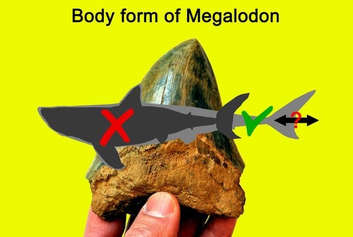 A graphic showing how O. megalodon’s body shape may differ from previous assumptions.