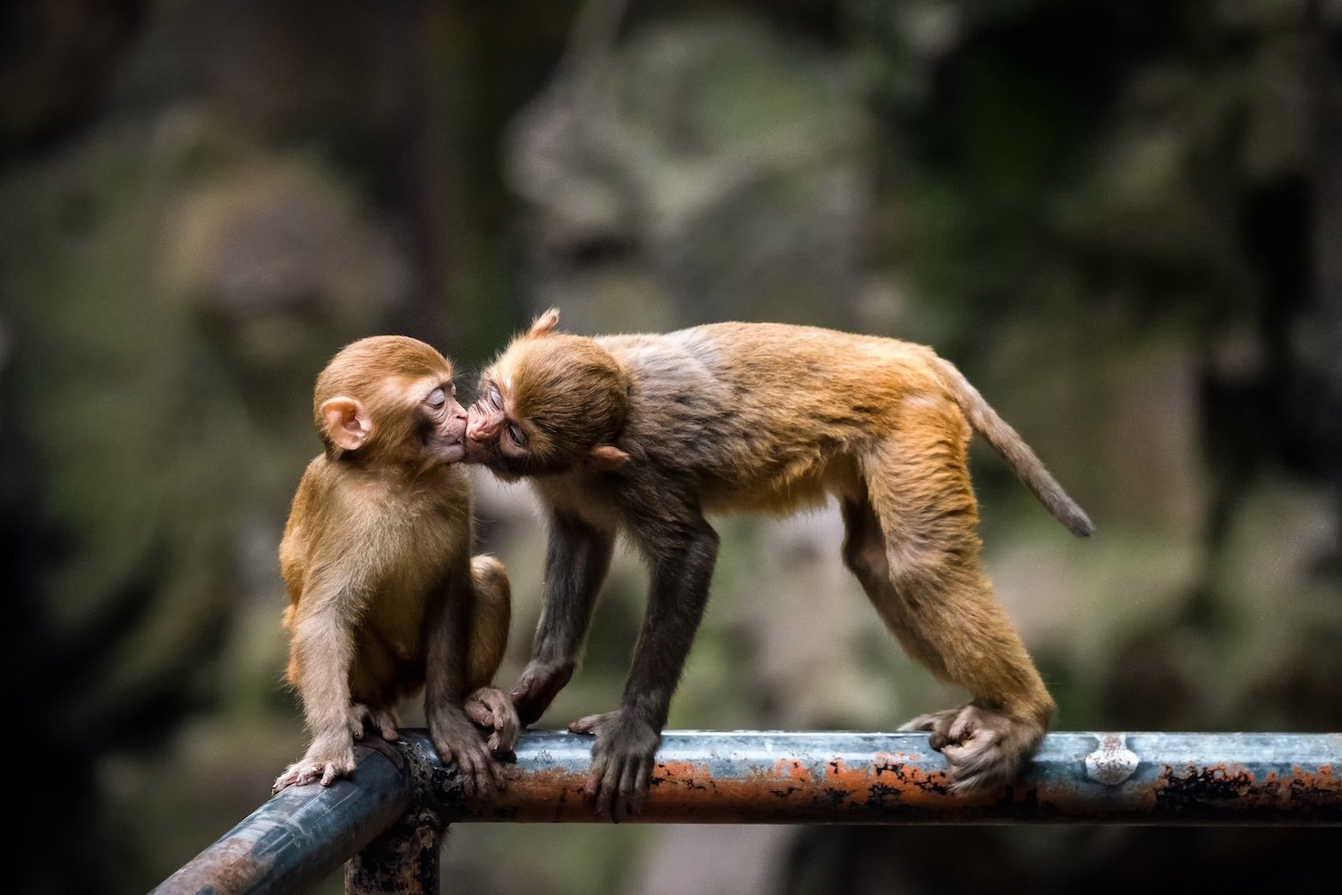 Escaped Lab Monkeys Still at Large Near South Carolina Research Facility