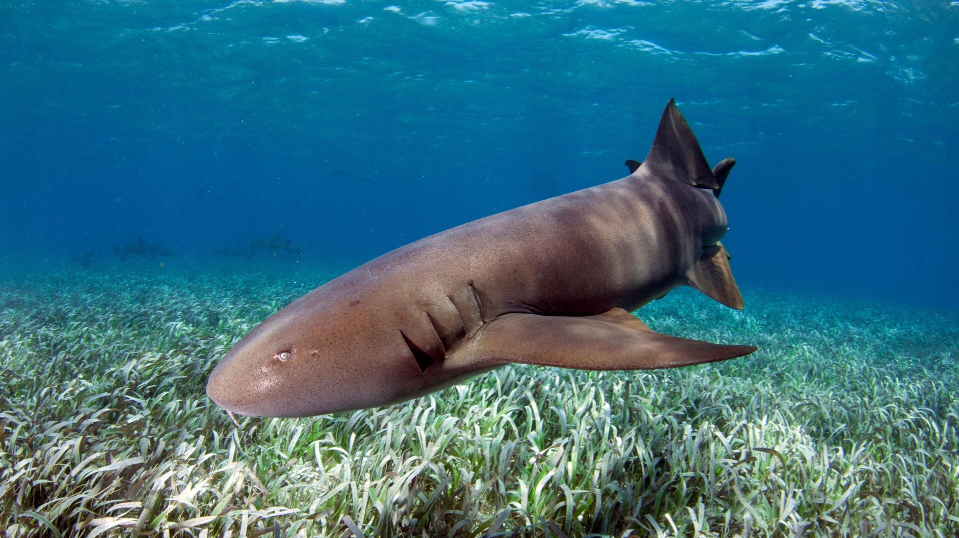 Majestic Sharks: A Celebration of the Ocean's Apex Predators